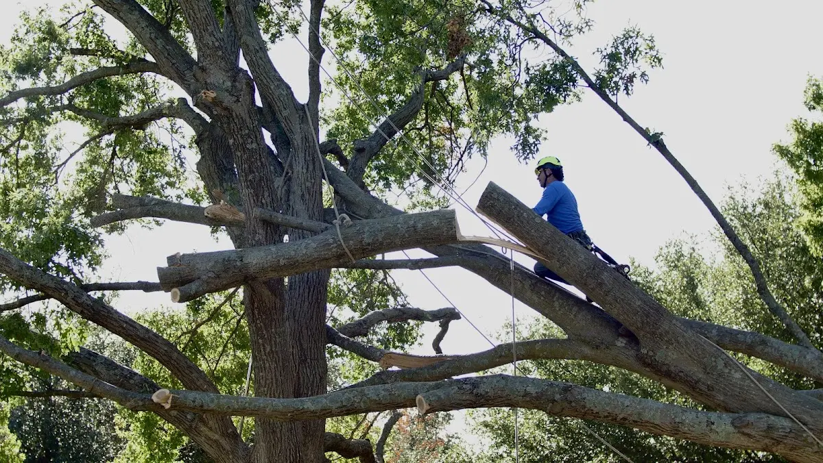 Professional Crown Thinning performed by certified arborists in Long Bottom